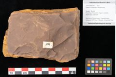 Foto (Objekt + Etikett) von Quercus palaeoilex Ettingshausen (NHMW-GEO-2024-0188-0891)